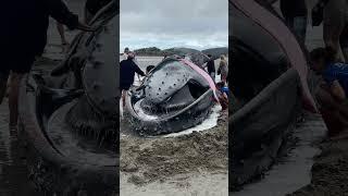 Sick Whale Takes Final Breath