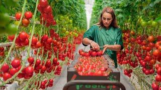 A high-tech greenhouse for growing tomatoes The coherence of the work is amazing