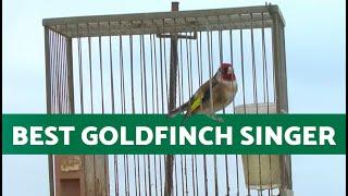Champion Spanish Goldfinch Singing   Learn to Train Your Goldfinch with the Best