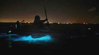 Experience Bioluminescence on Floridas Space Coast