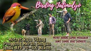 Raja Udang Punggung Merah alias Rufous-Backed Kingfisher di Jatimulyo Kulonprogo