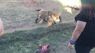 Loud and amazing Hyena laugh