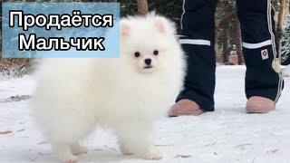 Купить в питомнике шпиц мальчик