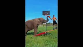 Smart Elephant Training with Human .#elephant