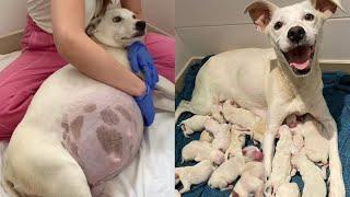 Terrified Pregnant Mama Dog Abandoned On The Street Gave Birth To 14 Beautiful Puppies