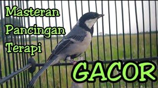 SUARA pancingan gelatik batu gacor