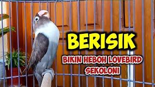 BERISIK BIKIN HEBOH LOVEBIRD SEKOLONI LOVEBIRD NGEKEK PANJANG Fighter PAS BUAT PANCINGAN LOVEBIRD