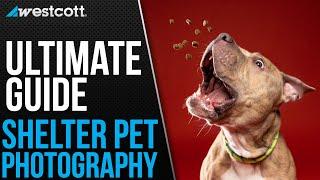 Tips & Tricks for Shelter Pet Photography  The Ultimate Guide