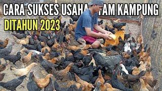 How To Successfully Run A Free-range Chicken Business In 2023 