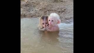 Poor Baby Monkey Struggle ️  Funny Monkey Video 9 #funny #monkey #animal