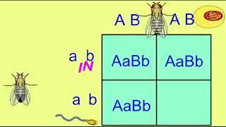 MENDELS LAWS OF INHERITANCE song