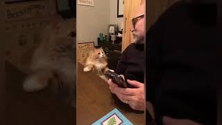 Laugh   Funniest Animals Videos  Funny cat and dog Videos #shorts #youtubeshorts #trending