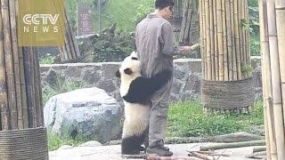 Watch Playful giant panda can’t let zookeeper go