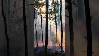 ЧЕРВОНОГРАД горить ліс 17.05.2024
