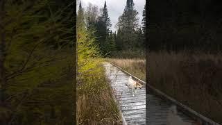 SALMON BROOK LAKE BOG PUBLIC RESERVED LAND #Maine