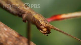 Walking Sticks Stop Drop and Clone to Survive  Deep Look