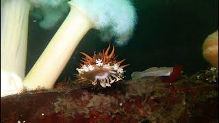 Exploring Washington State  SCUBA Dive at Triton Cove State Park on Hood Canal