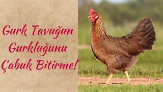 Gurk olan tavuk en kısa sürede nasıl gurkluğunu bırakır?  #gurktavuk #chicken #tavuk