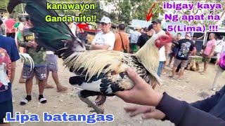 Bentahan Ng Quality Manok sa Likod Ng sm Lipa Batangas... Solid na manok andito na