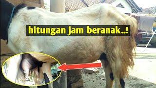 Ciri ciri kambing hitungan jam beranak  ternak kambing