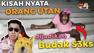 Kisah Nyata Orang Utan Dijadikan Bvdak S**KS di Kalimantan Sekali main 37rb MonTon