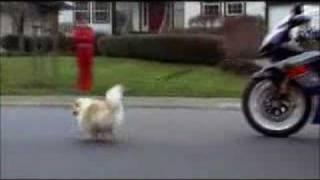 promener son chien en moto