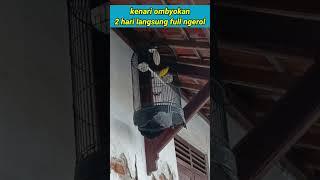 BERUNTUNG...BELI KENARI OMBYOKAN LANGSUNG FULL NGEROL #videoshort #kenari #kicaugalaxy