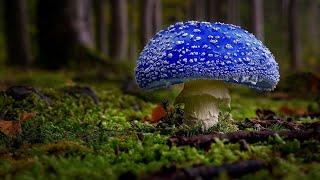 ТОП-10 САМЫХ КРАСИВЫХ МУХОМОРОВ ПЛАНЕТЫ  TOP-10 THE MOST BEAUTIFUL AMANITA IN THE WORLD