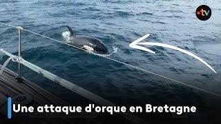 Une attaque dorque en Bretagne