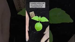 Genovese Sweet Basil Seed for Planting - Non-GMO  #basil #seed #seeds #gardening #herbs #reels