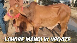 Lahore Mandi Ki update l qurbani 2024 I Cow mandi Lahore