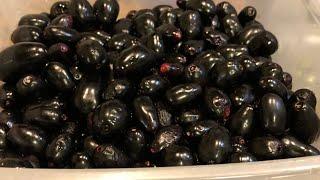 Special Jam Jamun BlackberryDuhat grafting succeeded and failed I Special জাম গাছ ফ্লোরিডা তে.