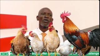 HOW TO START SMALL POULTRY FARM AND MAKE MILLIONS OF MONEY IN SHORT TIME