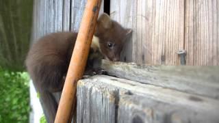 baby pine marten