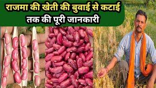 राजमा की खेती कब और कैसे करें पूरी जानकारी  Rajma ki kheti kaise karen  Rajma farming in Hindi