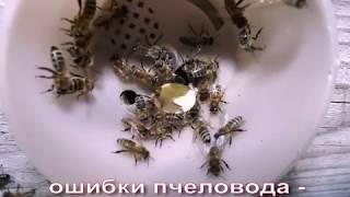 как пчеловод может спровоцировать разграбление улья и воровство у пчел в августе - ошибки пчеловода