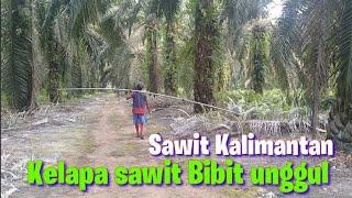 Panen kelapa sawit pokok tinggi menggunakan Egrek tajam  sawit tinggi 10 meter