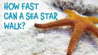 Great Barrier Reef - Meet the locals with Divers Den Indian Sea Star