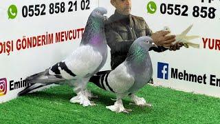  Canlı Oyun Kuşu Taklacı Mardin Güvercin Mezatı ‼️ Emin Yahşi Canlı Mezat #oyunkuşu #mezatı #canlı