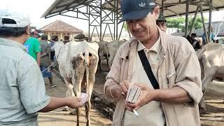 Sapi Babon Milik Pak Harno Laku 75 Juta‼️Update Harga Sapi Babon di Pasar Siyonoharjo GK.‼️