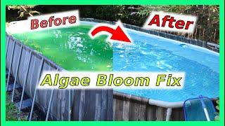 Pool Algae Bloom Fix