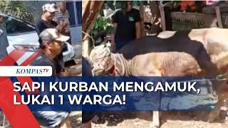 Sapi Kurban di Tangerang Selatan Mengamuk Lakukan Penyerangan hingga Warga Terluka