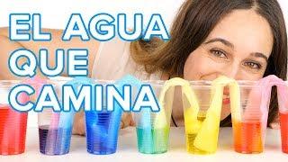 El agua que camina  Experimento con colores para niños 