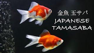 My Tamasaba Goldfish Imported From Japan 金魚 玉サバ Marushin Koi Farm Niigata 丸新養鯉場