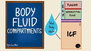 Body Fluid Compartments  ICF  ECF  General Physiology