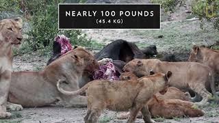 Lions 101   Nat Geo WildUTubeAnimalTv