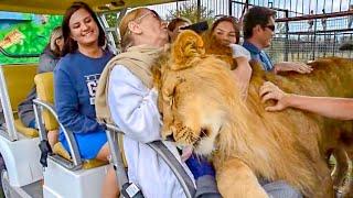 Visitors did not expect such a WARM WELCOME FROM the LION