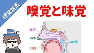 【感覚器系】嗅覚と味覚の仕組み