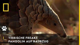 TIERISCHE FREAKS - Pangolin auf Ameisenraubzug  National Geographic