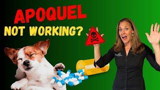 Why Apoquel is NOT Healing Your Dogs Itchy Skin Holistic Vet Advice